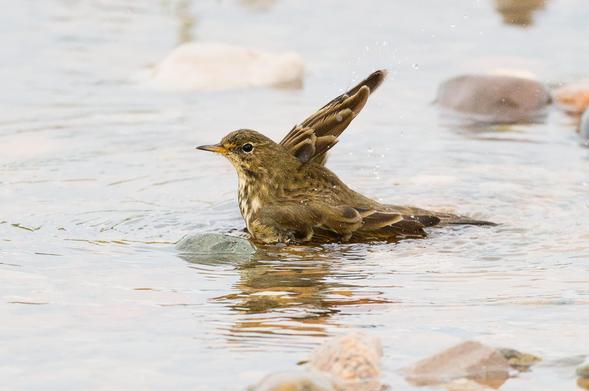 Rock Pipit with partially raised wings takes a bath in a shallow pool, droplets of water rise above  as it flaps its wings. Pebbles of various colours break though the surface of the pool. 