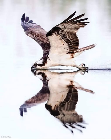 Ein Foto zeigt einen Raubvogel, der im Begriff ist, mit seinen Fängen etwas aus dem Wasser zu fischen. Der Vogel hat dunkle Federn und ausgebreitete Flügel, und das Bild ist so aufgenommen, dass es einen Spiegelreflex auf der Wasseroberfläche erzeugt. Der Vogel ist zentral im Bildrahmen positioniert, und das Wasser nimmt den Großteil des unteren Bereichs ein. Das Spiegelbild spiegelt das Bild des Vogels und seiner Flügel genau wider. Im unteren linken Eckrand befindet sich der Text „© Andy Woo“.

Bereitgestellt von @altbot, privat und lokal generiert mit Gemma3:27b