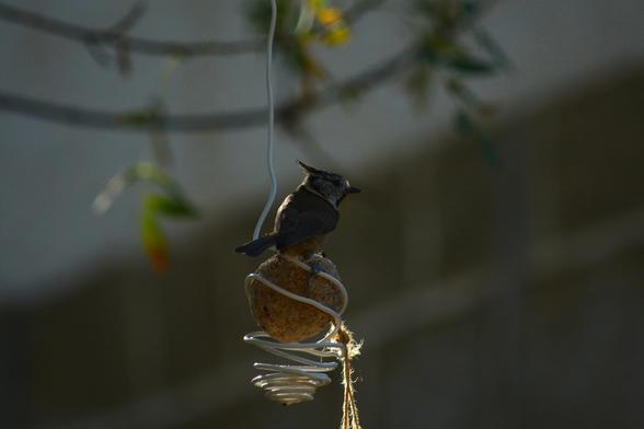 Vemos al pequeño y lindo herrerillo capuchino que está posado sobre el comedero de pájaros. Está sobre la bola de comida, mirando a su derecha de manera inquieta. Podemos ver el lado derecho de su cuerpo, en el que destaca su graciosa cresta de plumas que lo caracteriza. Su plumaje de alas y cola es de color pardo oscuro, que contrasta con el blanco del pecho y el vientre.