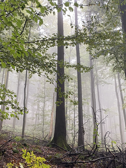 Lichter Wald im Nebel. Einzelne hohe Stämme ragen hoch hinauf. Nebel hängt überall, im Hintergrund des Bildes verschwinden die Bäume im Nebel.