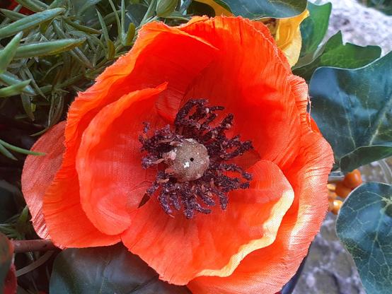 #Blumen #flowers #flores #florespondence #florès #fleur #fleurs 
#flower #flowerpower #flowerphoto #redflower #fleurrouge #flowerpic #flowerpics 