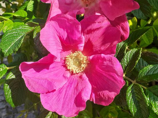 #Blumen #flowers #flores #florespondence #florès #fleur #fleurs 
#flower #flowerpower #flowerphoto #flowerpic #flowerpics 