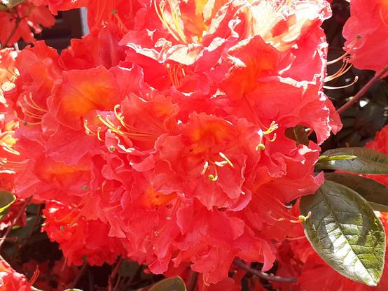 #Blumen #flowers #flores #florespondence #florès #fleur #fleurs 
#flower #flowerpower #flowerphoto #flowerpic #flowerpics 