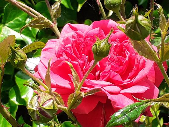 #Blumen #flowers #flores #florespondence #florès #fleur #fleurs 
#flower #flowerpower #flowerphoto #flowerpic #flowerpics 