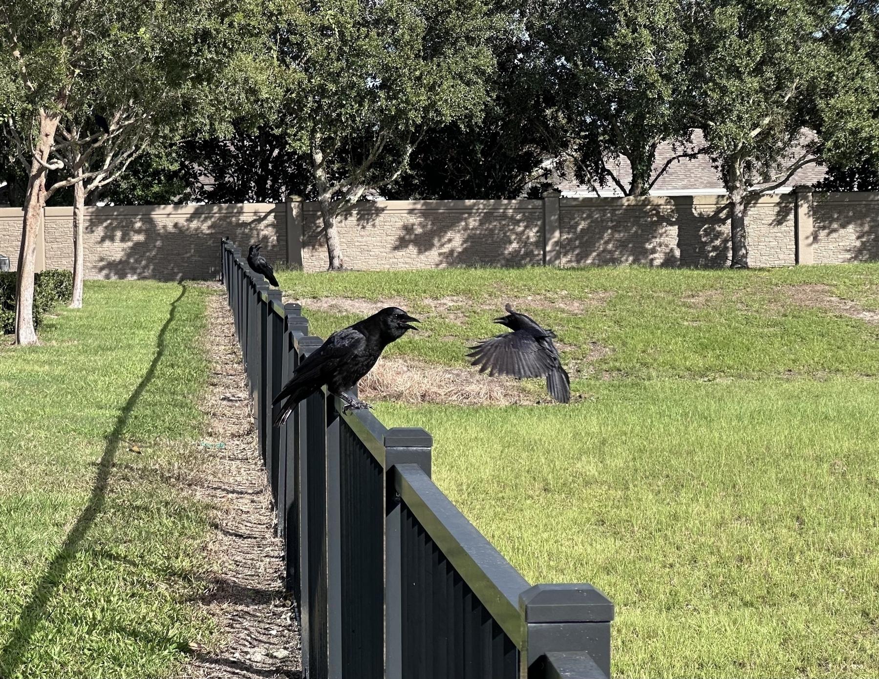 A crow standing on a black fence. A second crow flying up to the fence. Green grass in the background. 
