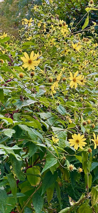 #yellow daisy like yellow  sunchokes in green leaves 
