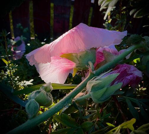 A photo I took a few days ago of sunlight on a fading hollyhock.