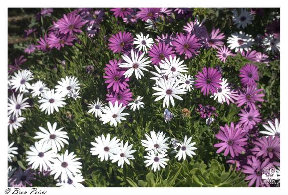 A high angle close-up shot of a dense cluster of white and magenta/purple African Daisies (Osteospermum), interspersed with lush green foliage.

The flowers have dark centers, and the white blooms contrast sharply with the vibrant purple ones, creating a striking field of colour.

The bottom left corner of the photo is watermarked with "© Bron Peirce."