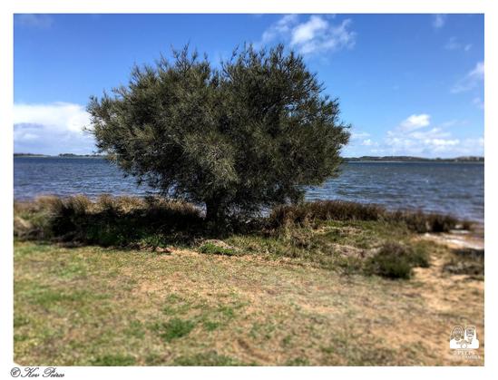 A landscape shot taken on a slightly windy day by a body of water, likely a bay or estuary in Australind, Western Australia.

A dense, dark green, bushy tree is centered in the frame, rooted in dry, grassy earth that slopes down to the water's edge.

The water is a deep blue with whitecaps, stretching out to a distant, low-lying shore. The sky above is bright blue with scattered white clouds.

The bottom right corner of the photo is watermarked with "© Kev Peirce."