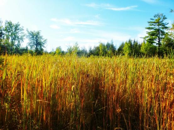 The reeds in a marsh glow under the golden light of early evening. Trees can be seen in the background and soft clouds fill the pale blue sky.