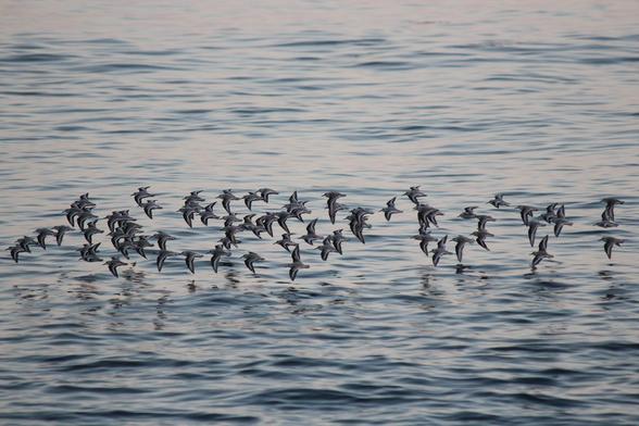 This photograph was taken before I had my telephoto.  It captures a BUNCH of shorebirds flying over the water, their flashing black-and-white wings reflected in the water.  I think they are sandpipers.
