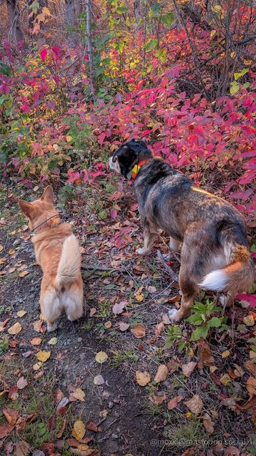 Moxxi the corgi is pictured from behind with her friend Buck the mutt. They are wearing gps collars. They are staring intensely at something outside of the frame. In the background are the colored leaves of fall