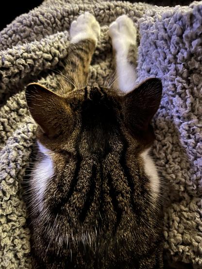 Tabby cat with her head down on a fleece blanket and her feet stretched out in front of her.