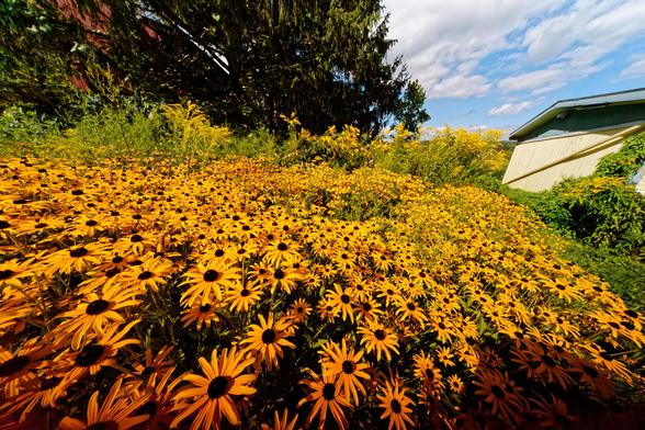 Rudbeckia flowers are packed in both densely and deeply here and far in the background are some medium sized evergreens,  the sky, and a the side of a house.