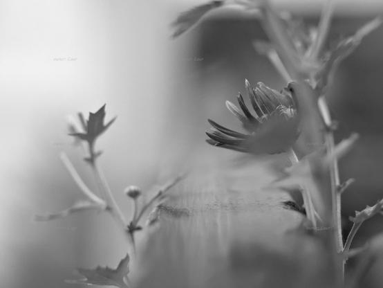 Flower, closeup, black and white, photo