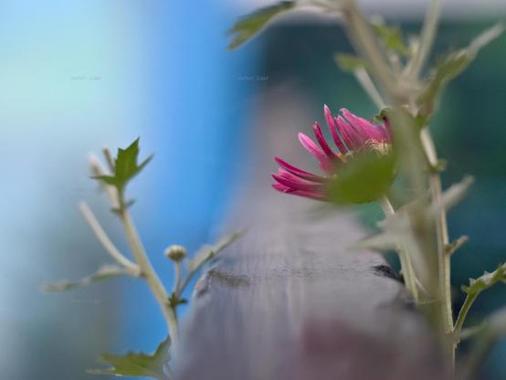 Flower, closeup, color, photo