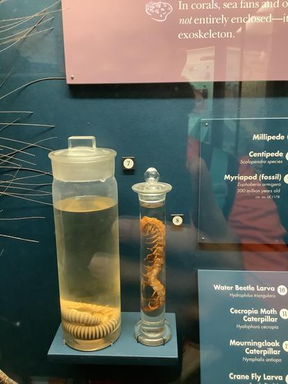 #Millipedes (originating from the Latin mille, "thousand", and pes, "foot")[1][2] are a group of arthropods that are characterised by having two pairs of jointed legs on most body segments; they are known