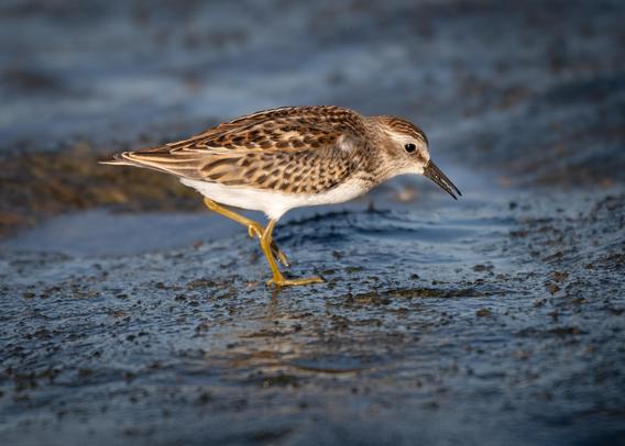 A photograph of a Least Sandpiper standing on wet rock. 
