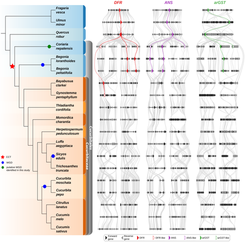 Synteny plots supporting loss of DFR, ANS, and arGST in Cucurbitaceae. Reference: https://doi.org/10.1101/2025.10.06.680802