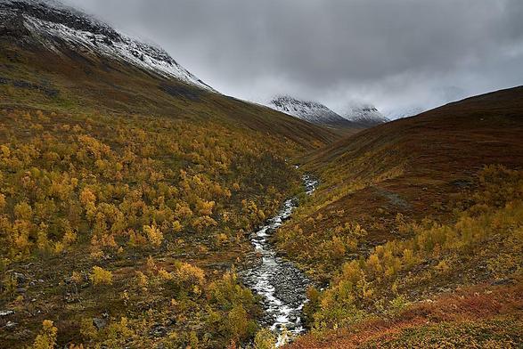 This is a dramatic autumn landscape, with a narrow valley covered in the dense, golden-yellow foliage of birch trees on either side of a winding stream. The stream cuts a bright, meandering line through the vivid colours, leading the eye towards distant, snow-capped mountains. Above, thick grey clouds hang low, casting a moody, diffuse light and partially obscuring the mountaintops. The scene is wild, expansive and untouched, with rich contrasts between the warmth of the autumnal vegetation and the cold, dark slopes and snowy summits.