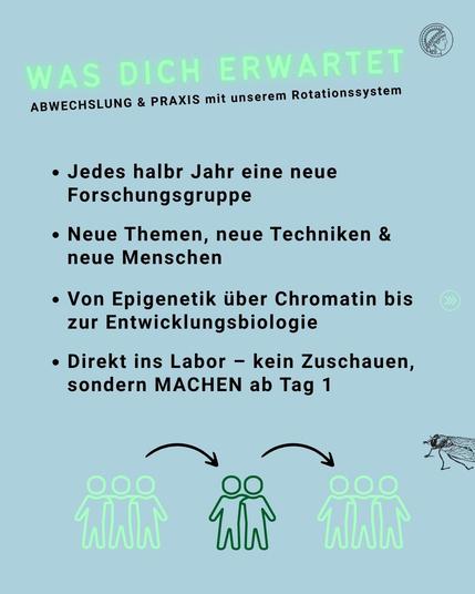 Überschrift in grüner Schrift: 'WAS DICH ERWARTET'. Darunter in schwarzer Schrift: 'ABWECHSLUNG & PRAXIS mit unserem Rotationssystem'. Vier Aufzählungspunkte in schwarzer Schrift: 'Jedes halb Jahr eine neue Forschungsgruppe', 'Neue Themen, neue Techniken & neue Menschen', 'Von Epigenetik über Chromatin bis zur Entwicklungsbiologie', 'Direkt ins Labor – kein Zuschauen, sondern MACHEN ab Tag 1'. Unter dem Text sind drei stilisierte Gruppen von jeweils drei Personen in grüner Linienzeichnung dargestellt, wobei die mittlere Gruppe hervorgehoben ist und Pfeile von den äußeren Gruppen zur mittleren Gruppe zeigen. Rechts unten ist eine kleine schwarze Linienzeichnung einer Fliege zu sehen.