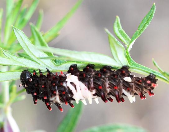 Caterpillar of the 'Chinese windmill'.