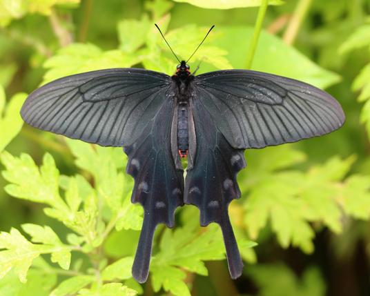 The black butterfly 'Chinese windmill'.
