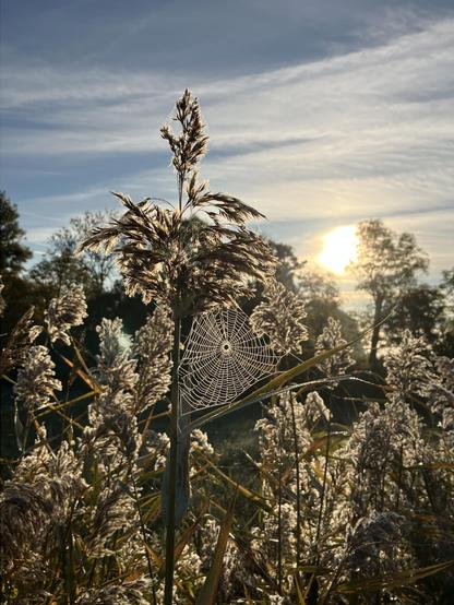 Le soleil du matin éclaire une toile d’araignée entre les roseaux