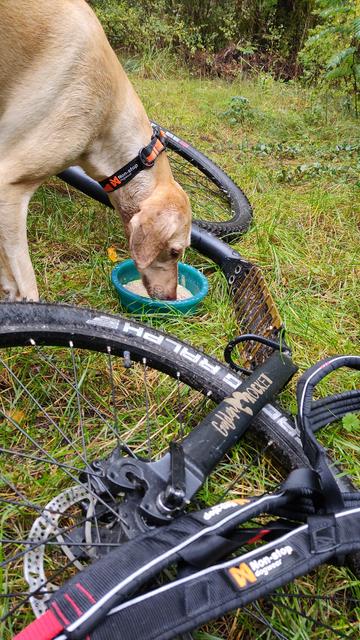 Ein blonder Hund steht am Trittbrett eines schwarzen, am Boden liegenden Tretrollers und trinkt aus einem Napf. 