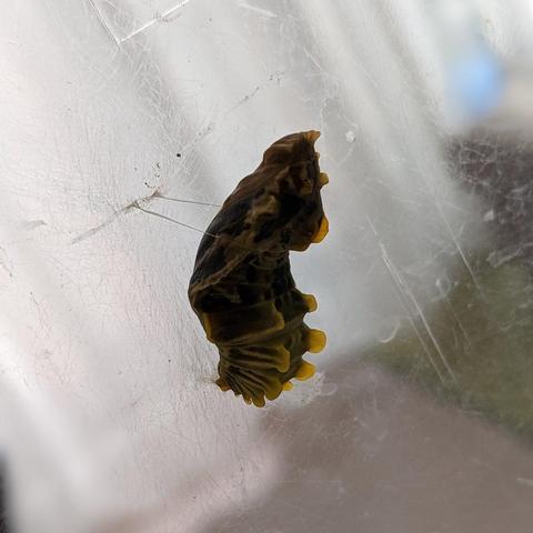 Pupae of the Chinese windmill butterfly.

Photo thanks - https://ameblo.jp/a0023363/