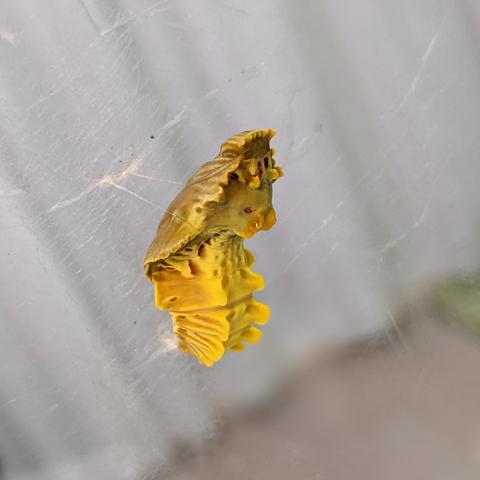 Pupae of the Chinese windmill butterfly.

Photo thanks - https://ameblo.jp/a0023363/