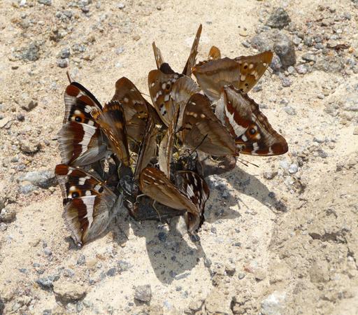 Butterflies taking moisture from a dead animal.