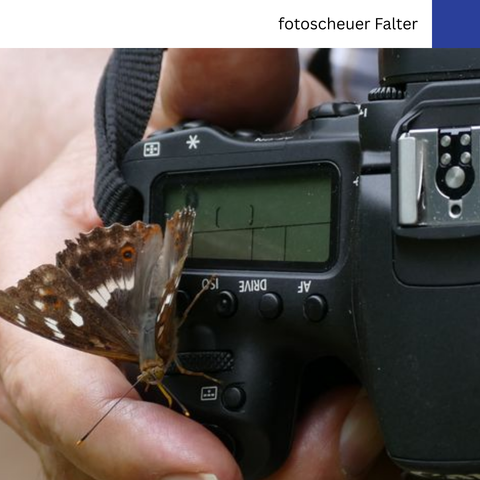 Das Bild zeigt eine Nahaufnahme einer Digitalkamera, auf der ein Schmetterling sitzt. Die Kamera wird von Händen gehalten. Der Fokus liegt auf dem Schmetterling und den Bedienelementen der Kamera.