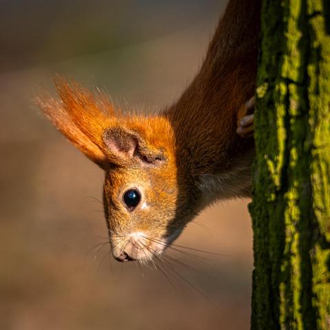 Red Squirrel

#wildlifephotography #naturelovers #forestcreatures #wildlife_perfection #woodlandanimals #naturesbeauty #backyardwildlife