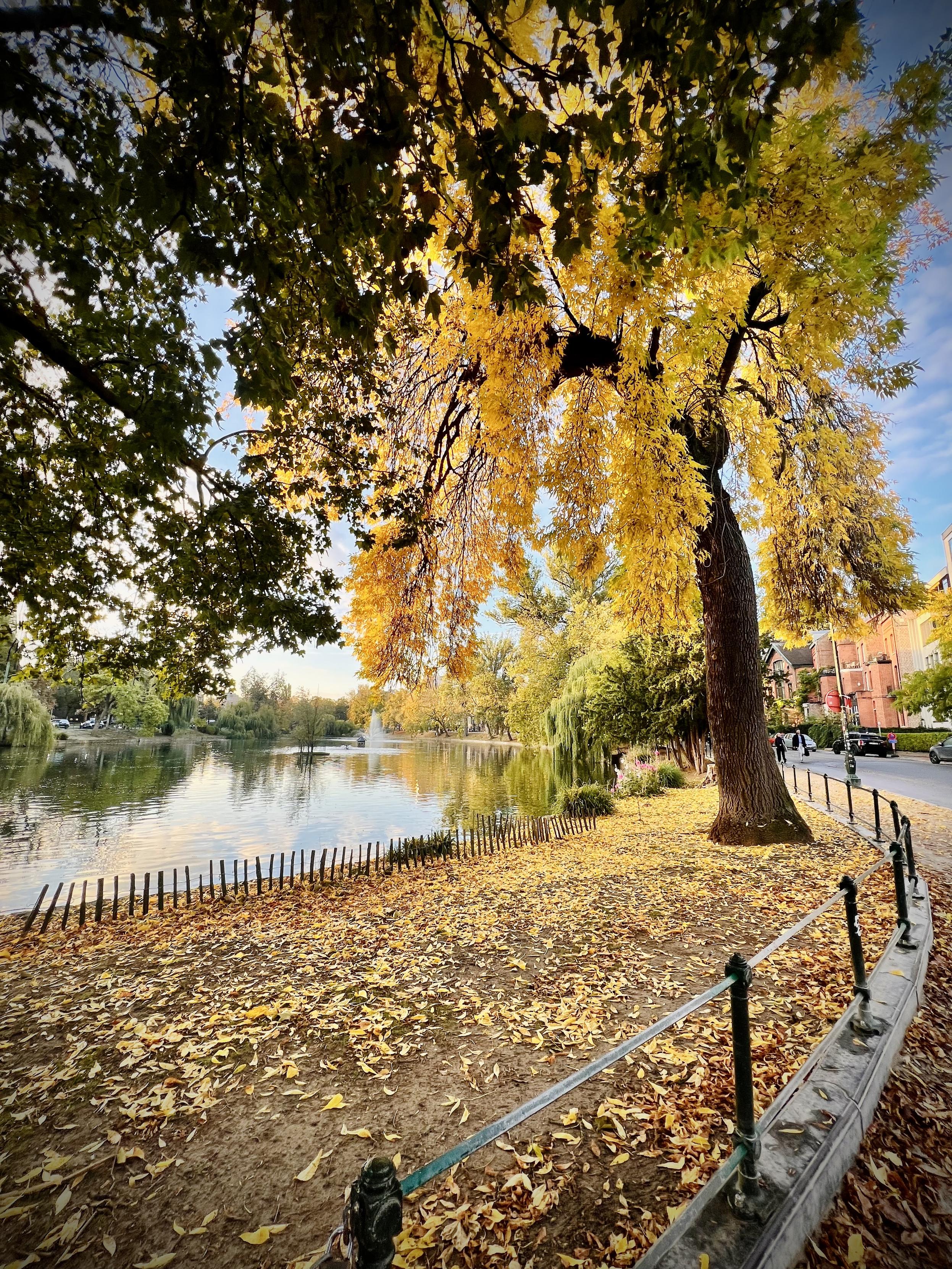 Autumn trees on the shore of Etangs d’Ixelles