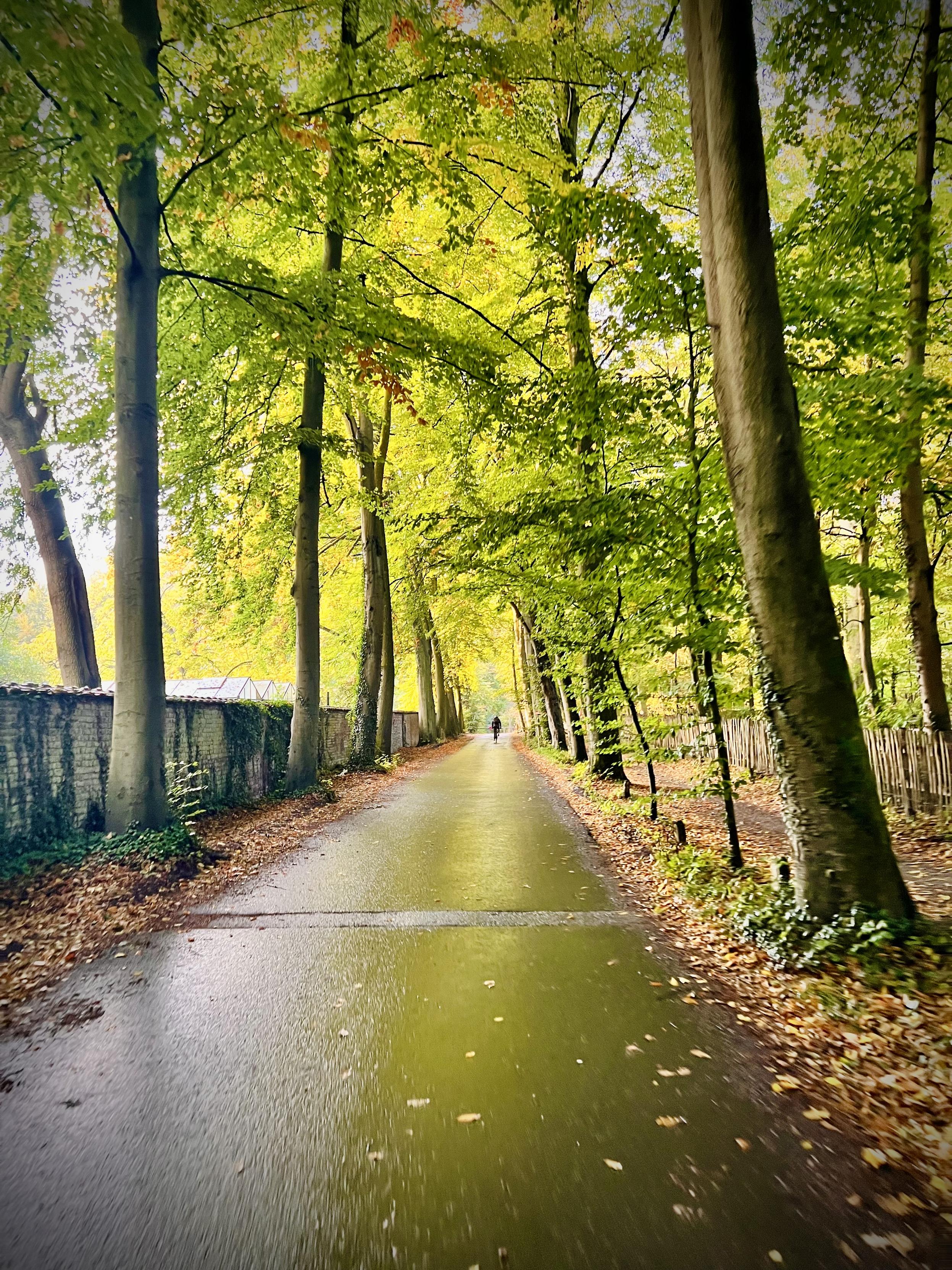 Riding to the forest of Soignes