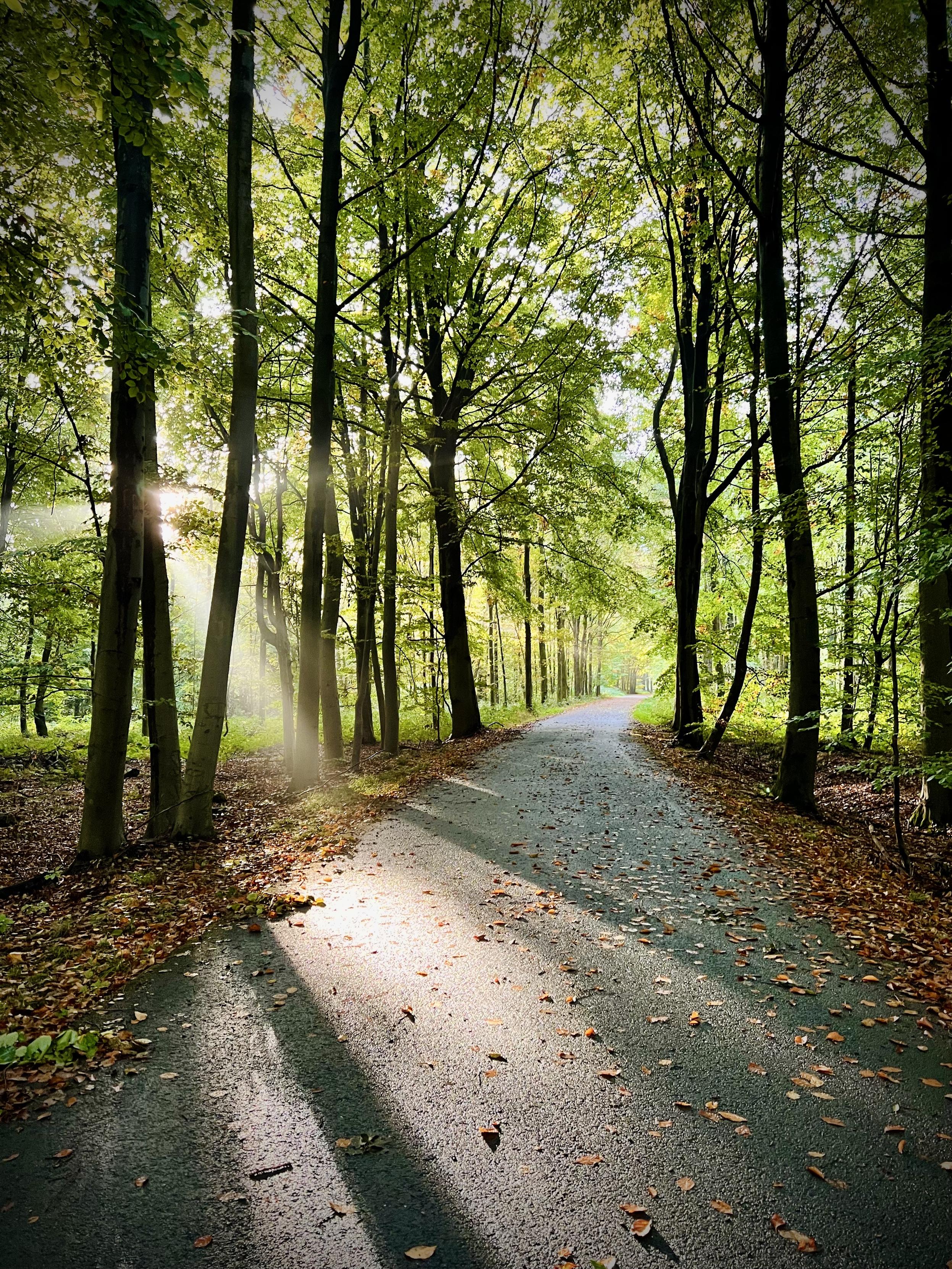 Paved bike path in the forest of Soignes with gods ray