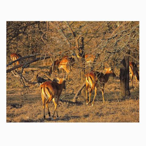 A group of impalas graze and walk among dry, leafless trees in the sunlit savanna of Amboseli National Park in Kenya. The scene is warm and serene with a golden glow from the early morning sun.