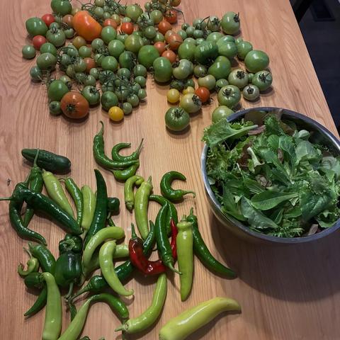 A lot of green peppers, tomatoes, and salad on the table