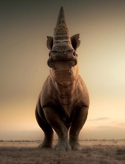 A rhino with a raised head, showing off his fat horn.