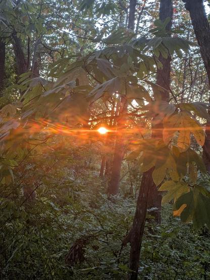 Photo of early morning sun shining through the woods. There are many leafy green trees with straight, dark brown trunks. Near the middle, the sun shines brightly through a small gap in the vegetation. It glows bright orange-gold. There are horizontal golden rays emanating from that spot.
