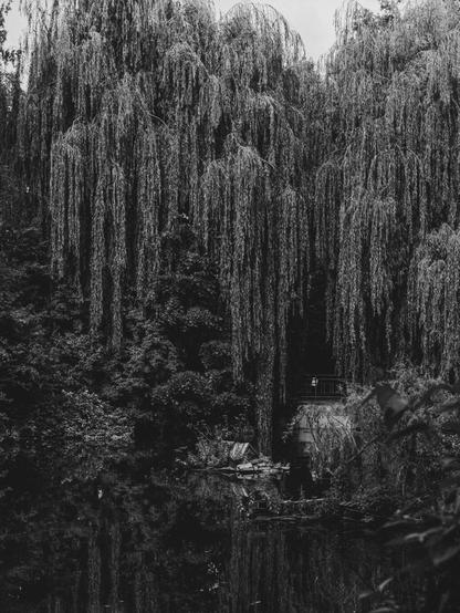 Black and white photograph of a weeping willow tree overhanging a dark water feature; the branches hang down, creating a curtain-like effect in front of a small, obscured structure partially reflected in the water.
