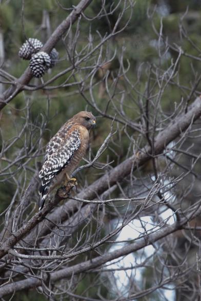 We do see many red-shouldered hawks in our area, but this one was in our NEIGHBORHOOD.

Often, when I see an unexpected visitor, I get over-excited and don't hold my camera steady enough to take a decent photo. 

In this album, there were several mediocre shots.  But in this photo, the beautifully mottled black-and-white wings of this bird echo the look of the pine cones above the bird.  The bird's yellow feet stand out well and go nicely with the bird's yellow beak.  And just look at the curve of this bird's shoulder!
