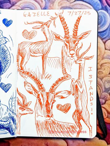 Sketchbook page of 5 drawings of gazelle in orange pen. The top of the page has the text Gazelle and 7/27/25. The top left is a gazelle in profile with a heart and it is raising its head to eat leaves. To the right is a gazelle looking straight at the viewer. At the bottom left is a gazelle in profile looking to the right, just the head and neck. To the right is a large drawing of a gazelle's head and a heart to the right. At the bottom right is a standing gazelle with the words I Stands!
