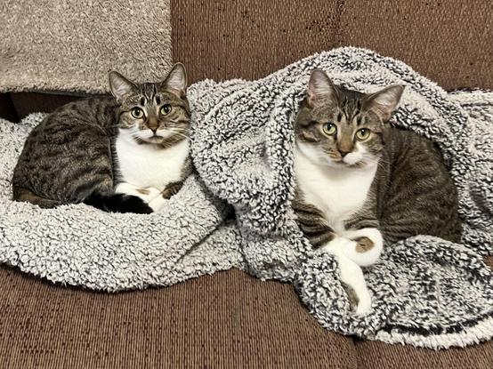 Brown & white tabby siblings curled up on a fleece blanket on a couch