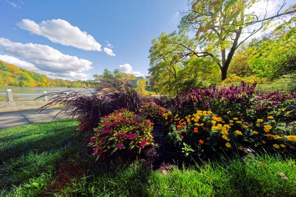 A bed of annuals is surrounded by a vigorous lawn and behind it a lake ringed with fall color forest with cumulus clouds against a blue sky