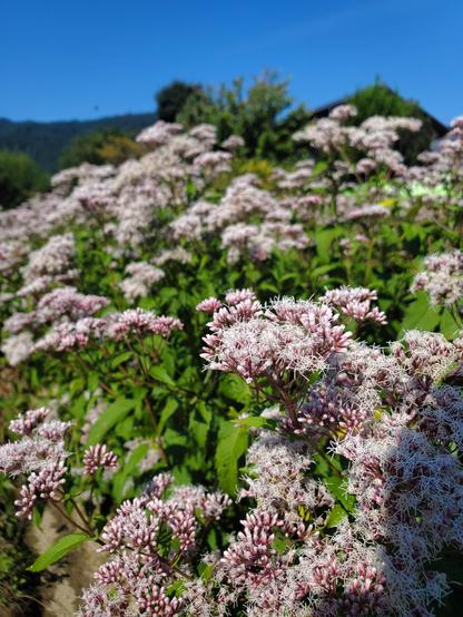 Fujibakama-en is a popular autumn destination in Oharano. In recent years the flower has increasingly become endangered in the wild.