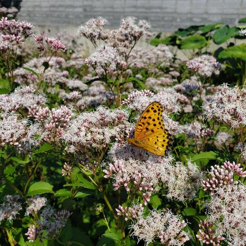 Fujibakama is a favourite flower for many butterfly species.