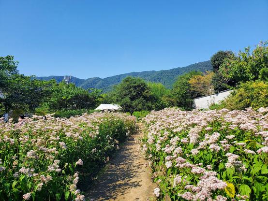 Fujibakama-en is a popular autumn destination in Oharano. In recent years the flower has increasingly become endangered in the wild.