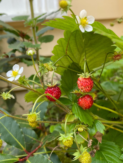 Alpine strawberries 